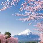 Hanami Cherry Blossoms Japan