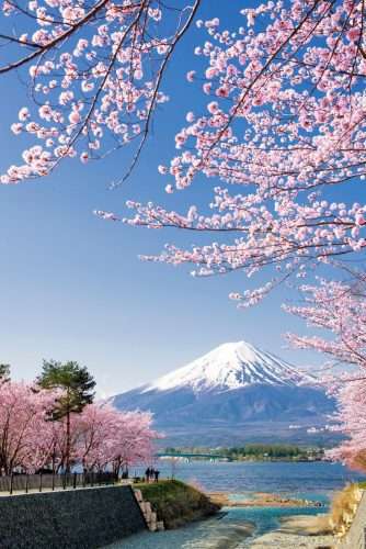 Hanami Cherry Blossoms Japan